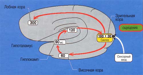 Реферат: Физиология мышления