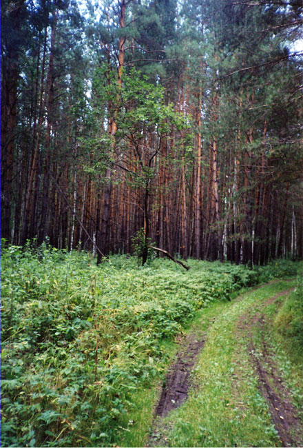 Молодой сосновый лес древостой на месте пожарищ в восточной части памятника
