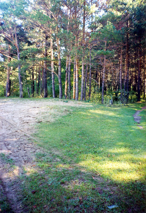 Типичный сосновый лес по западной окраине памятника природы
