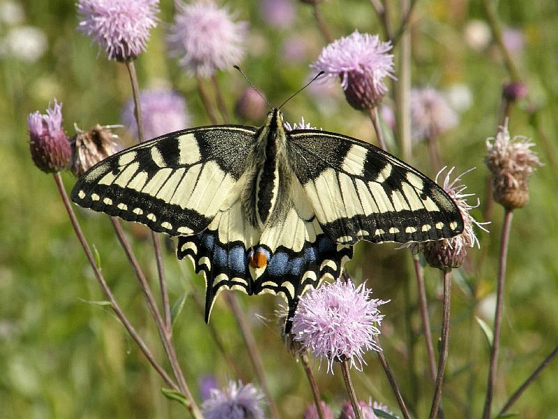 Papilio  machaon  L.  Махаон  (Красная  книга  СССР)
