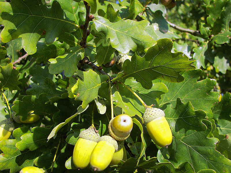 Дуб черешчатый - Quercus robur L.
