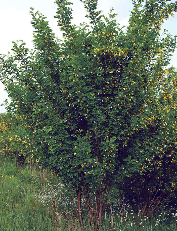 Карагана древовидная  Caragana arborescens Lam.
