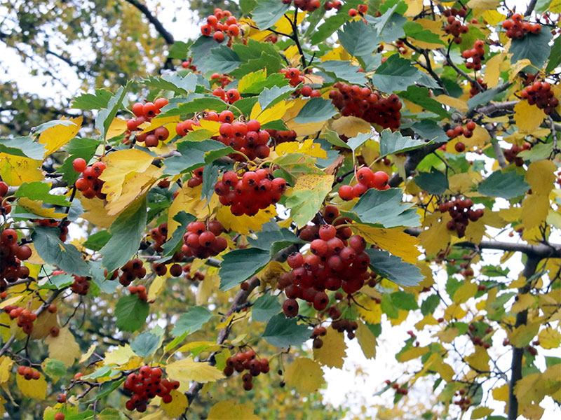 Боярышник кроваво-красный  Crataegus sanguinee Pall.
