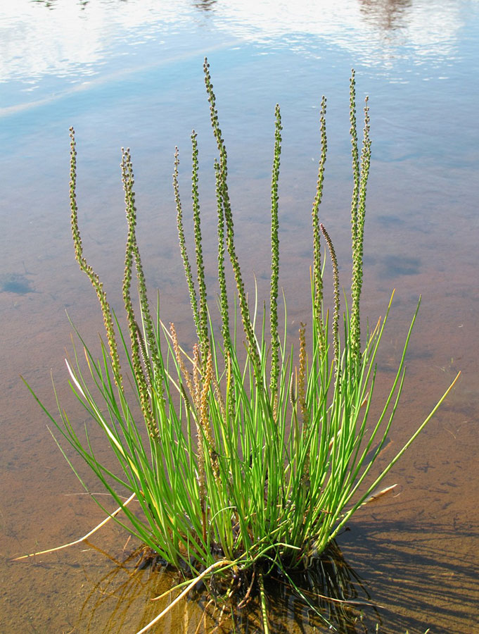 Приостренник приморский  Triglochin  maritimum
