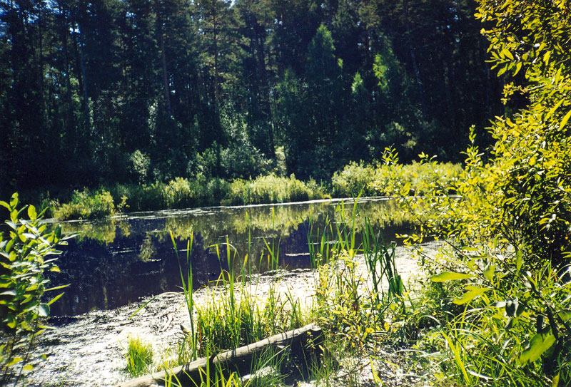 Миниатюрное лесное озеро - вкрапление водного биоценоза среди буйного леса
