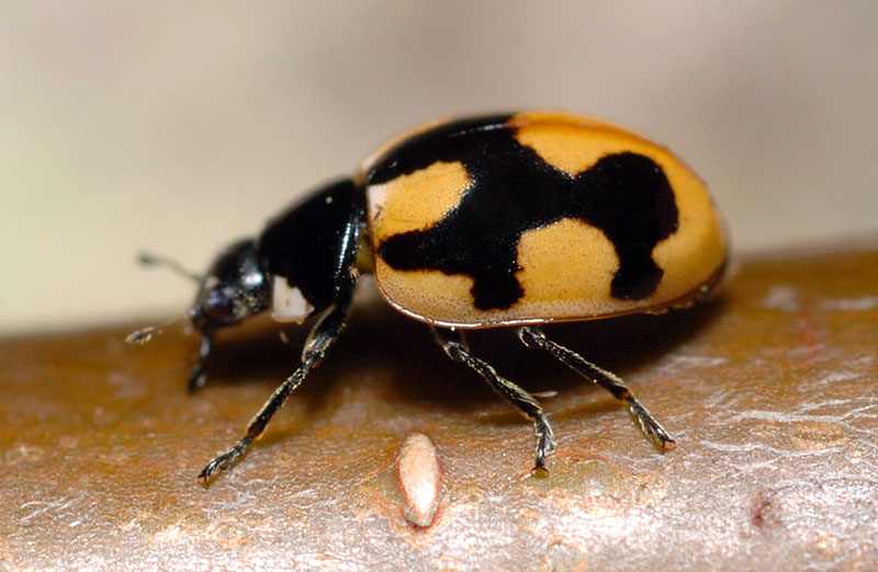 Коровка узорчатая Coccinella hieroglyphica 
