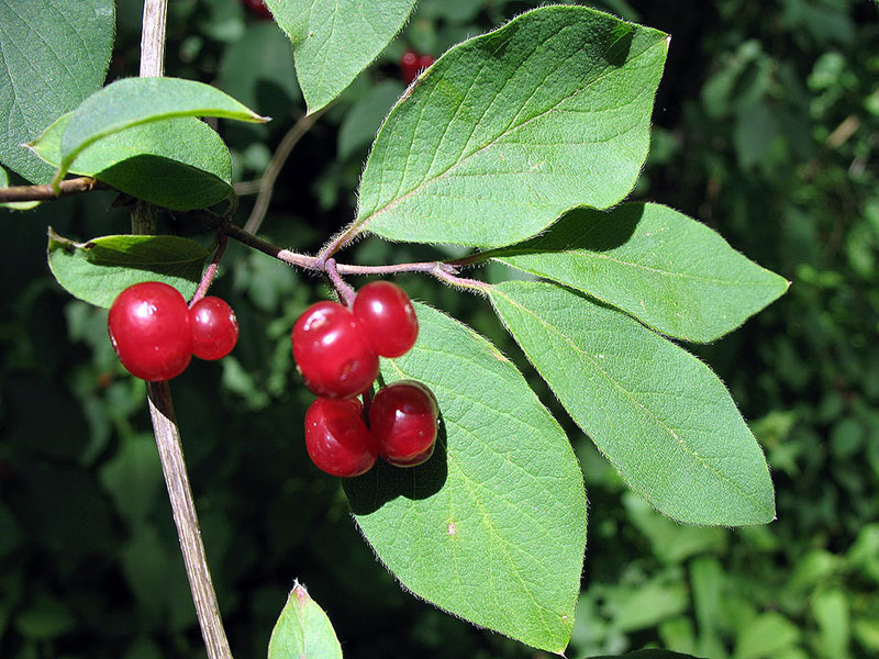 Жимолость Lonicera xylosteum 
