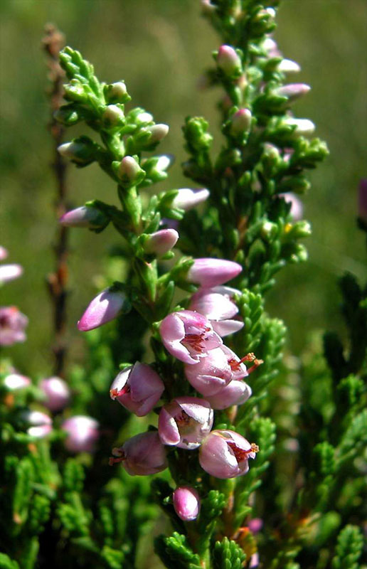 Вереск обыкновенный - Calluna vulgaris Hull
