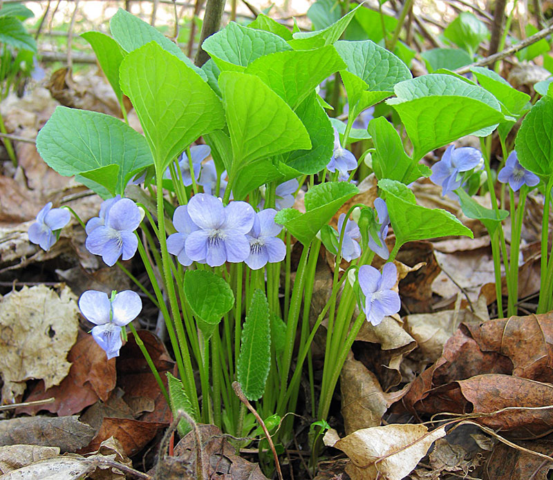 Фиалка удивительная - Viola mirabilis L.
