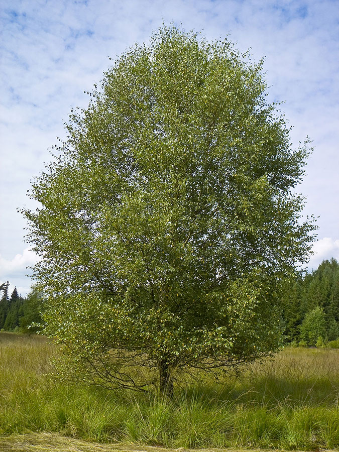 Береза пушистая - Betula pubescens Ehrh.
