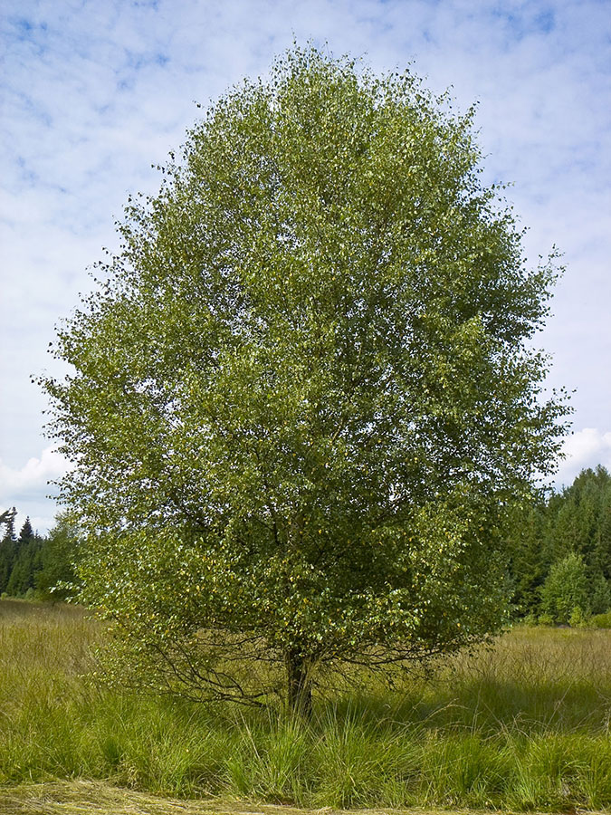 Береза пушистая - Betula pubescens Ehrh.
