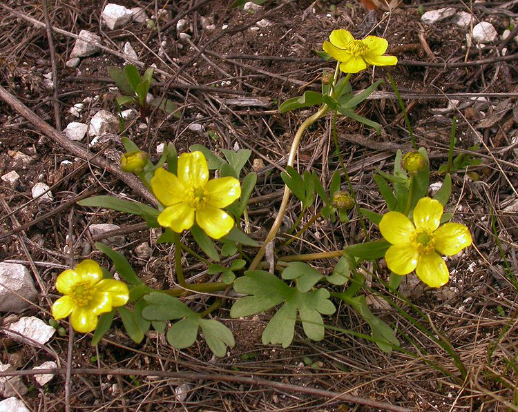 Лютик многокоренной Ranunculus polyrrhizus 
