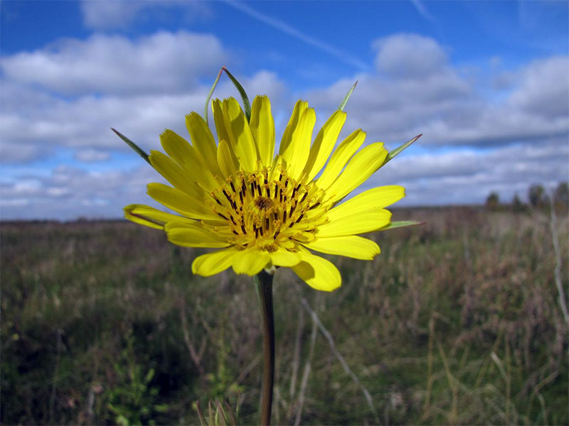 Козлобородник восточный Tragopogon orientalis L.
