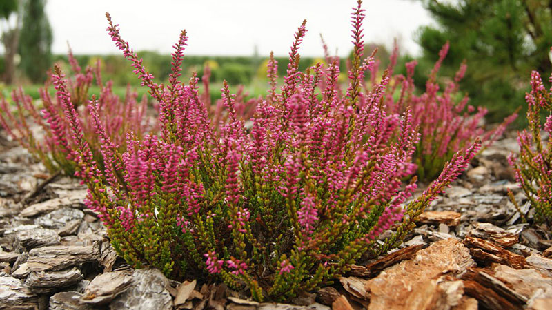 Вереск обыкновенный - Calluna vulgaris Hull
