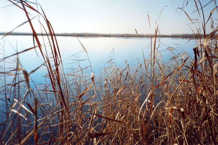 Егорушкино озеро в центральной части территории памятника природы
