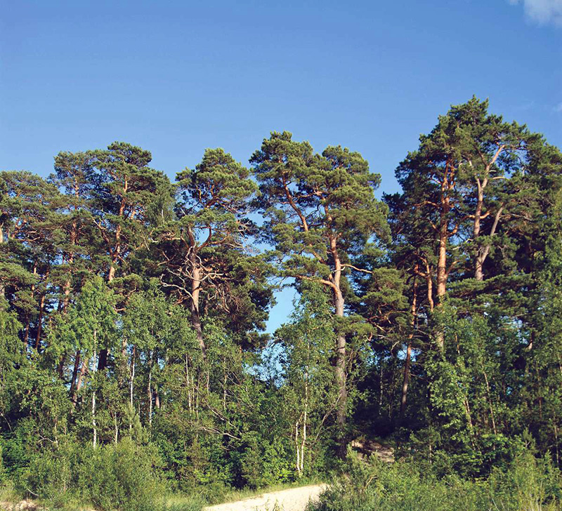 Сосна обыкновенная - Pinus silvestris L
