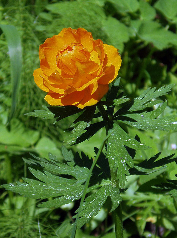 Купальница азиатская - Trollius asiaticus L.
