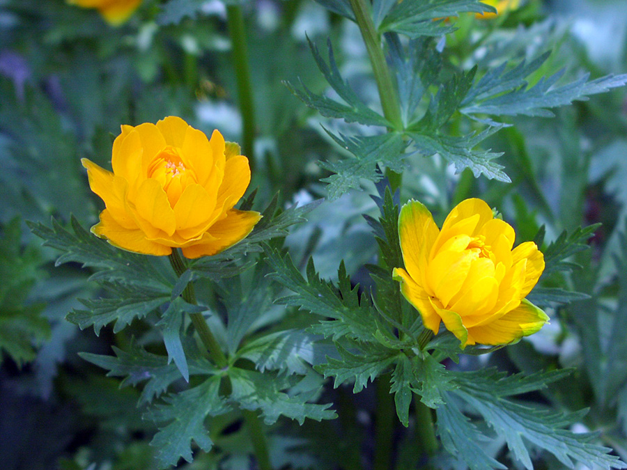 Купальница азиатская - Trollius asiaticus L.
