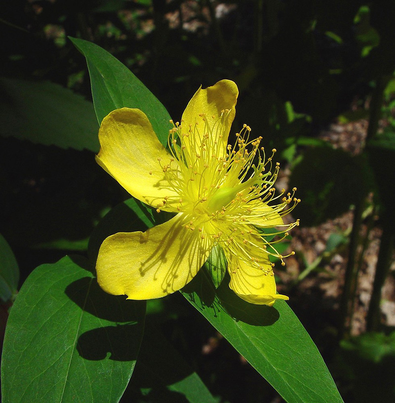 Зверобой большой -Hypericum ascyron L.
