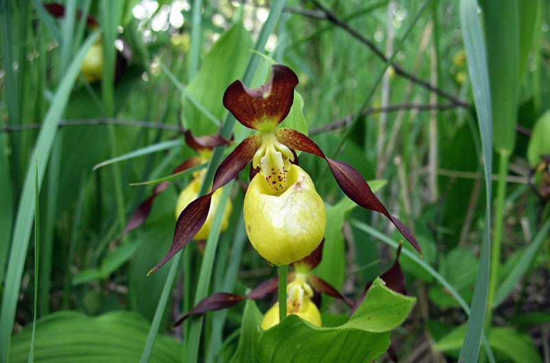 Венерин башмачок настоящий - Cypripedium calceolus L
