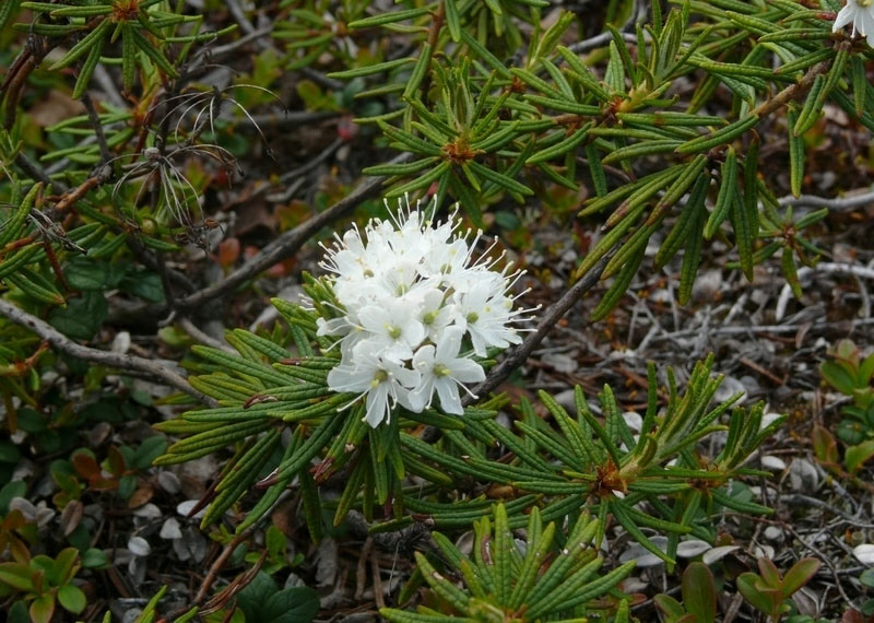 Багульник болотный - Ledum palustre 
