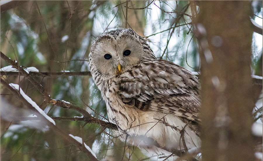 Длиннохвостая неясыть - Strix uralensis
