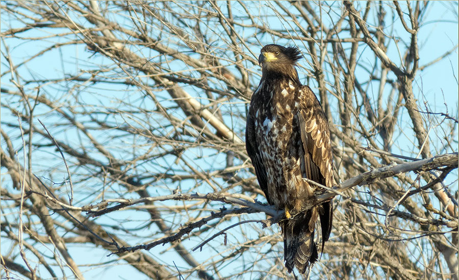 Орлан-белохвост - Haliaeetus albicilla L.
