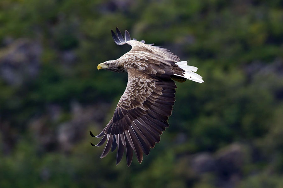 Орлан-белохвост - Haliaeetus albicilla L.
