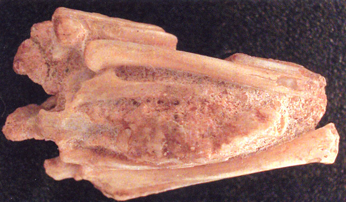 Эмбрион энантиорнисовой птицы, отпрепарированный из ископаемого яйца позднемелового возраста (Могнолия). Отчетливо видны кости крыльев, о
