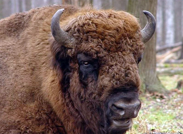 bison014.jpg