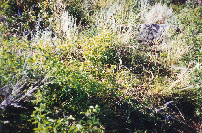 Фрагмент каменистой ковыльной петрофитной степи, развивающейся по вершинам Бердских скал
