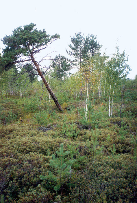 Типичный участок болотного варианта смешанного леса
