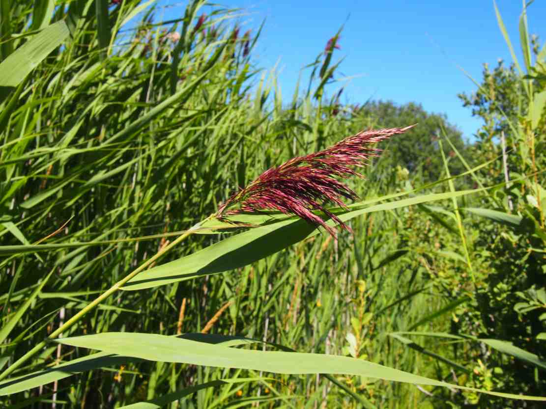 Phragmites australis -Тростник обыкновенный
