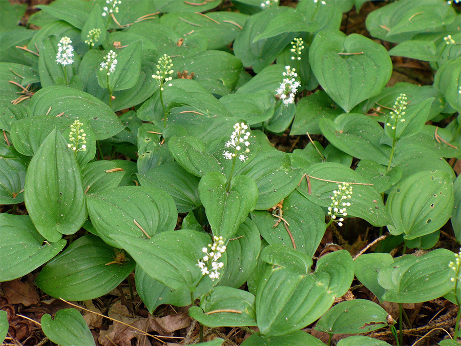 Maianthemum bifolium - Майник двулистный 
