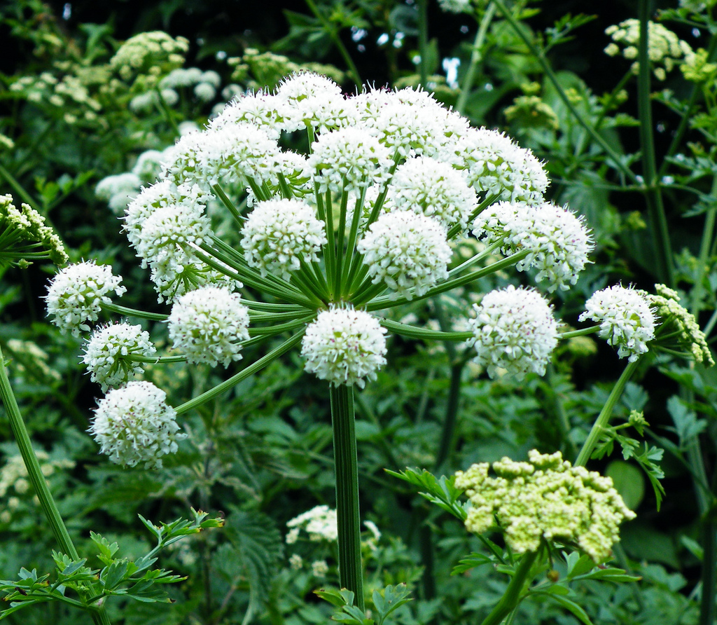 Angelica sylvestris - Дудник лесной 
