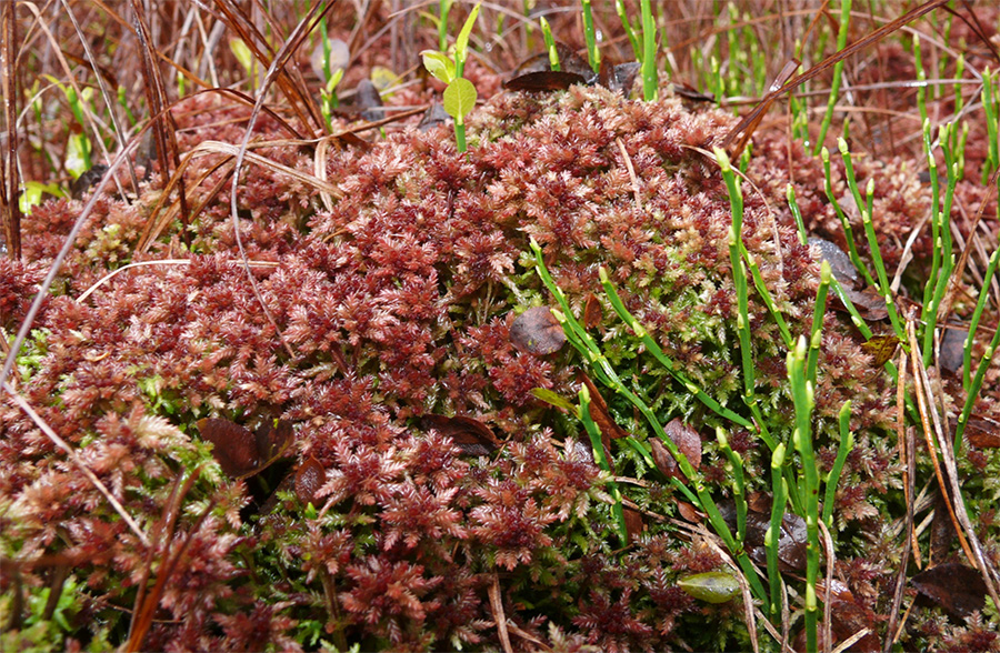 Sphagnum magellanicum - Сфагнум магелланский 
