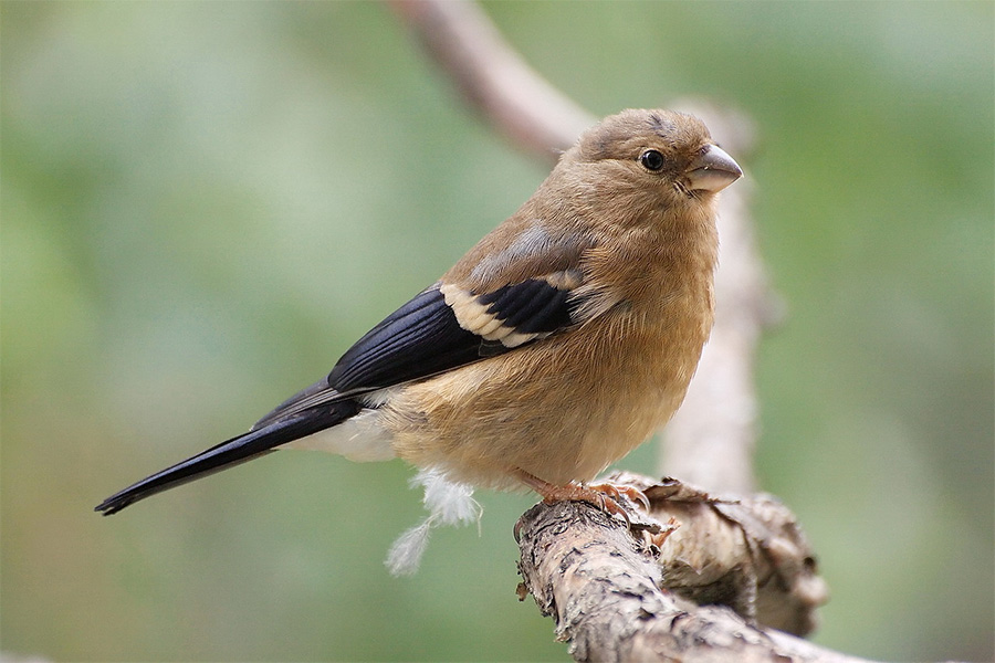 Дубонос обыкновенный - Coccothraustes coccothraustes 
