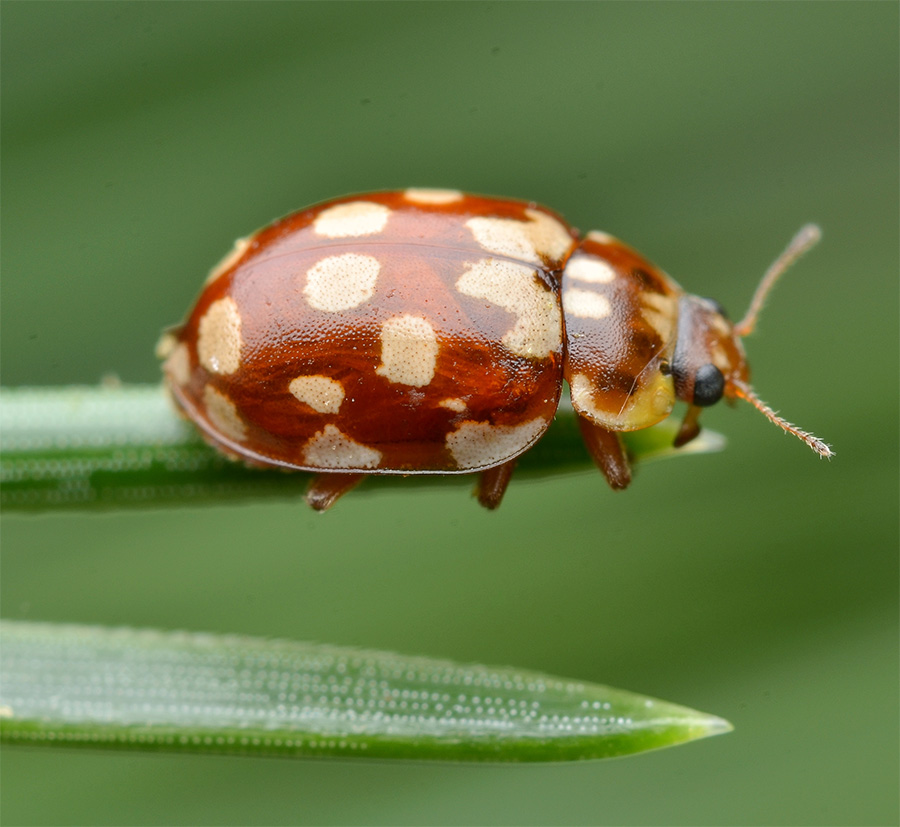 Myrrha octodecimguttata L. - Коровка (Мира) 18-точечная (18-пятнистая)
