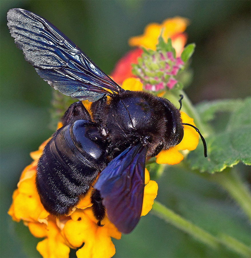 Xylocopa valga - Пчела-плотник
