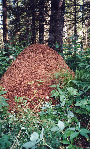 Муравейник  - защита елового леса от вредителей

