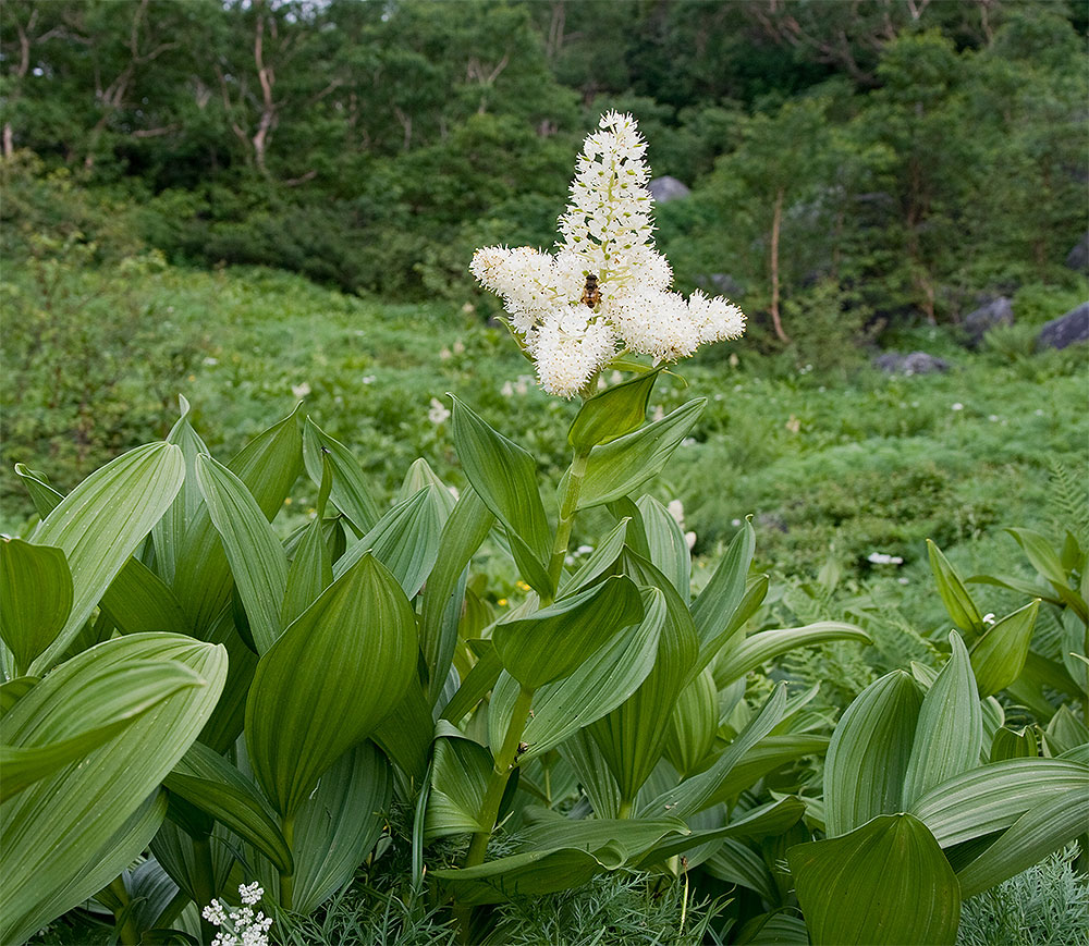 Чемерица белая - Veratrum lobelianum Bernh.
