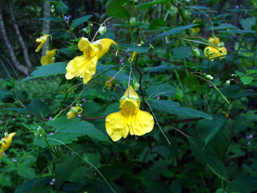 Недотрога обыкновенная - Impatiens noli-tangere L.
