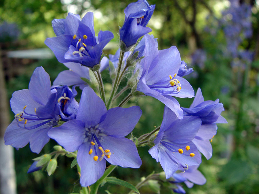 Синюха лазоревая - Polemonium coeruleum L.
