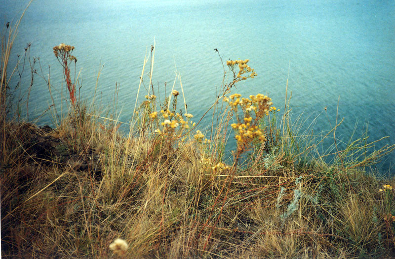 Участок растительности полынно-ковыльной степи на северном берегу озера
