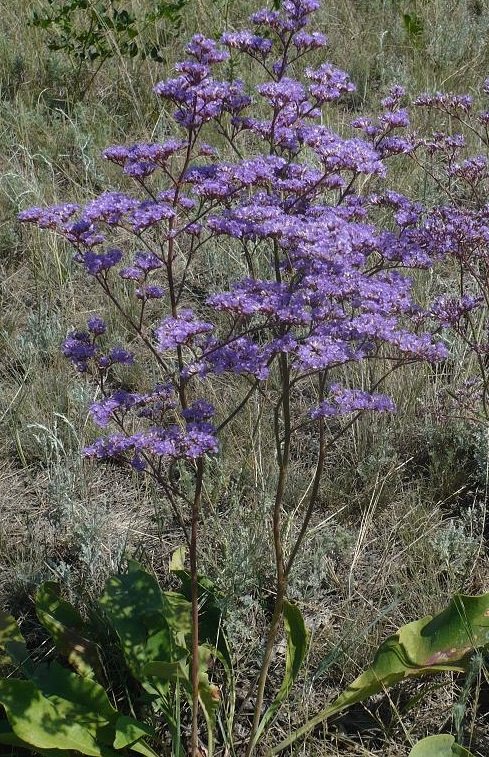 Кермек полукустарниковый - Limonium suffruticosum L.
