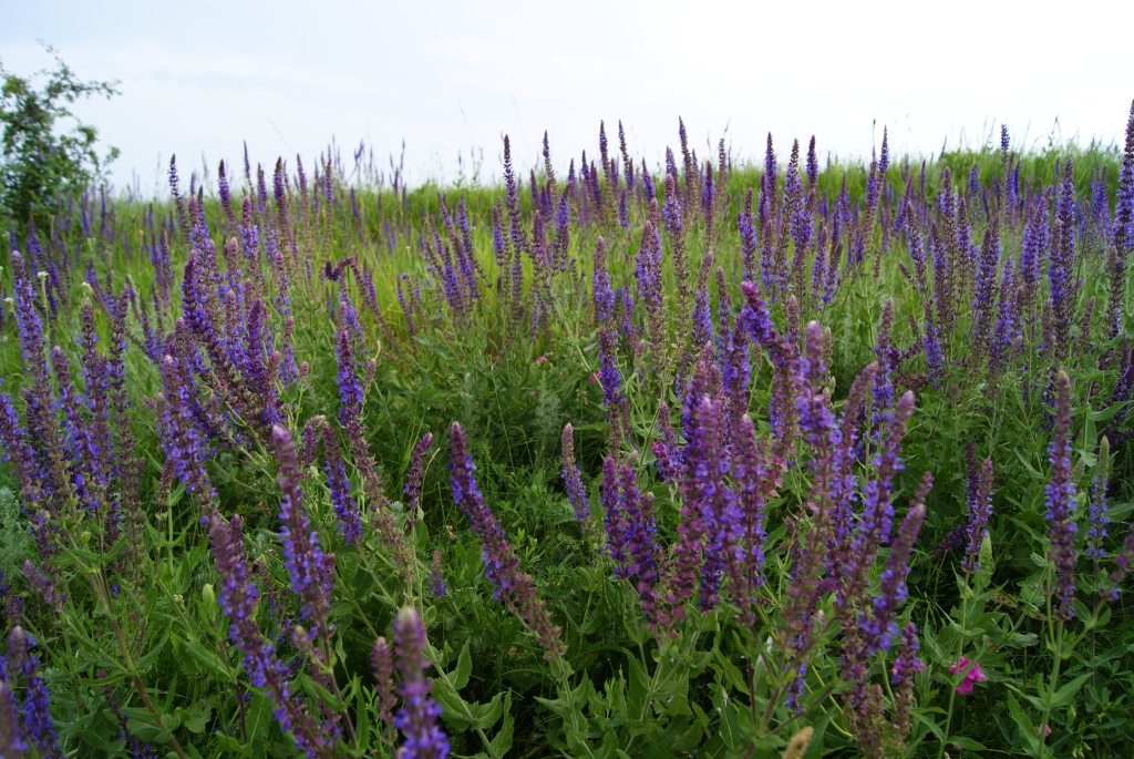 Шалфей степной - Salvia stepposa Shost. 
