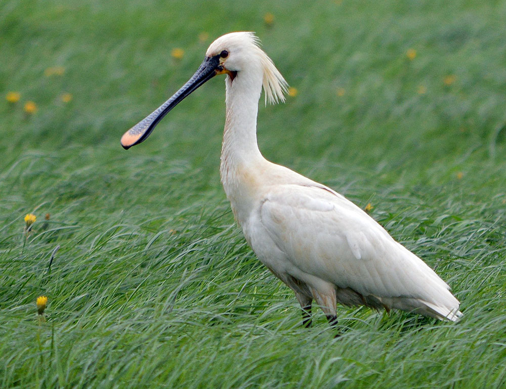 Колпица  Platalea leucorodia
