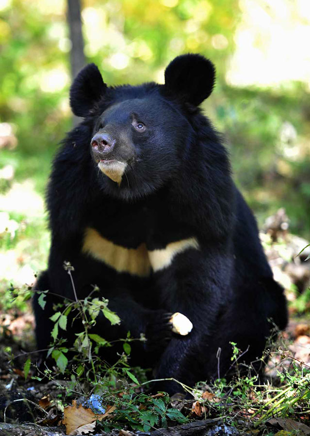 Гималайский медведь Ursus thibetanus
