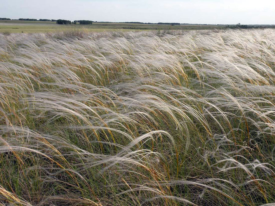 Ковыль Залесского Stipa zaiesskii  Красная книга РФ и НСО, 3 категория
