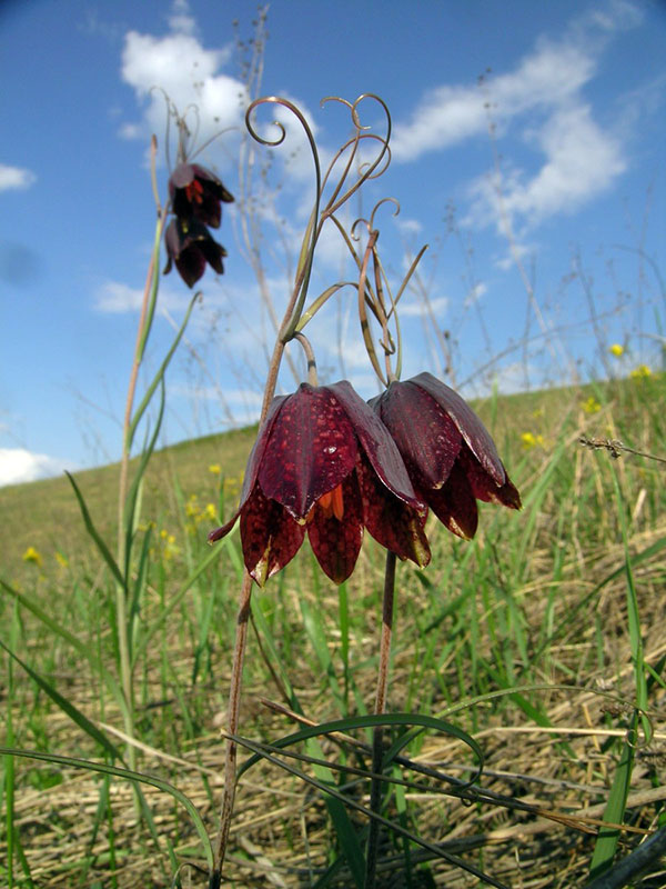 Рябчик малый  Fritillaria meleagroide
